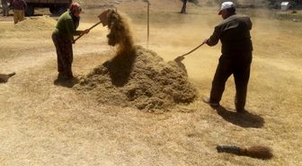 Alternatİf ürün mercimek hasadı başladı