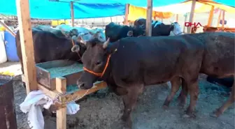 İZMİR ÇOCUKLAR, KURBAN PAZARINDA KOVBOYCULUK OYNUYOR