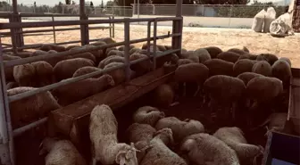 Kurban kesim yerleri belirlendi