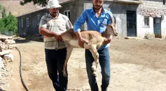 Yürüyemeyen dağ keçisini sırtlarında taşıdılar