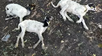 'Genç Çiftçi Projesi' kapsamında dağıtılan küçükbaş hayvanlar vebalı çıktı