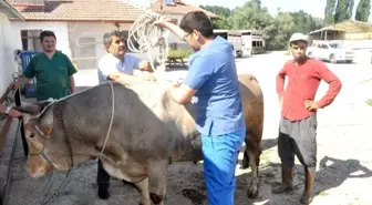 Kazasız ve kolay kurban kesimi için 'Ruef ve Mide Düğümü' tekniği