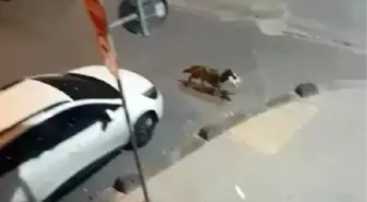 Kümese dadanan sokak köpeği kamerada