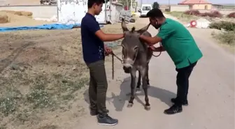 Ölmek üzere olan eşeğe dağda ilk müdahale