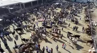 Şanlıurfa'da yetiştirilen kurbanlıklara yoğun ilgi