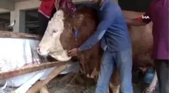 1 buçuk tonluk kurbanlık 'Asya' alıcısını bekliyor