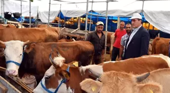137 kiloluk koç ile 5 boynuzlu koç pazarın ilgi odağı