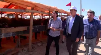 137 kiloluk koç ile 5 boynuzlu koç pazarın ilgi odağı
