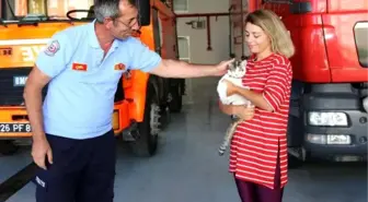 Ağaçta mahsur kalan kedi kurtarıldı