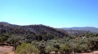 Binlerce çam ağacı, yüzlerce zeytin ağacı yok oldu