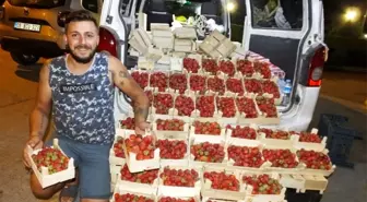 Burhaniye'de Yazlıkçılar Kazdağı çileğini sevdi