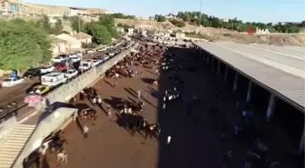 Diyarbakır'da kurbanlık hareketliliği başladı...Kurban pazarı havadan görüntülendi