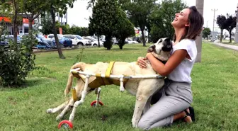 Esnafın el uzattığı sokak köpeği 'Boz' hayata tutunamadı