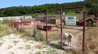 Hasta ve yaşlı köpeklerin gönüllü bakıcısı
