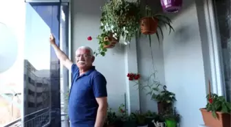 Kumrular, 7 yıldır balkonuna yuva yapıyor