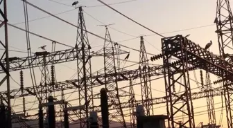 Leylekler trafo merkezine indi, bölge elektriksiz kaldı