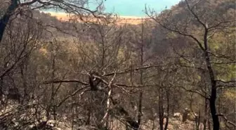 Mersin'de orman yangını
