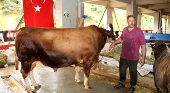 Rize'de kurban pazarında 1 ton 600 kilogramlık kurbanlık 'Asya' alıcısını bekliyor