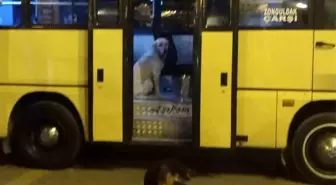 Sevimli köpek yolcu gibi dolmuşa bindi