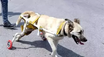 Vurulduktan sonra yürüteç yapılan köpek, hayata tutunamadı