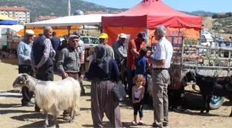 Bucak'ta Kurban bayramı hazırlıkları