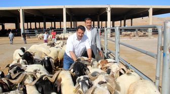 'Dişi hayvan kesmeyin' uyarısı