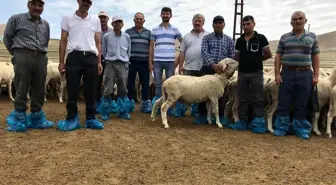 Ilgın'da damızlık koç dağıtıldı