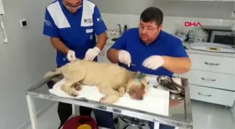 OSMANİYE KULAKLARI KESİLEN YAVRU KÖPEK KORUMA ALTINA ALINDI