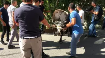 Ataşehir'de sahibinin elinden kaçan kurbanlık dana zor anlar yaşattı