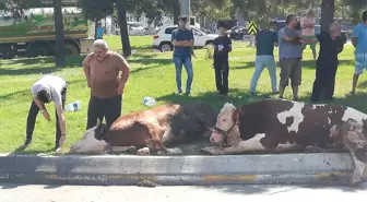 Kapalı kasada taşınarak havasız kalan kurbanlık 'telef olmasın' diye cadde ortasında kesildi