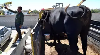 Konya'da kurban pazarının en büyüğü 2 tonluk siyah inci