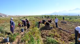 Nevşehir'de patates hasadı başladı