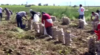 Nevşehir'de patates hasadı başladı