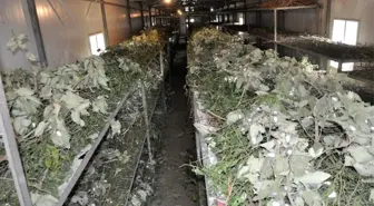 Sason'da ipek böceği yetiştiriciliği gelişiyor