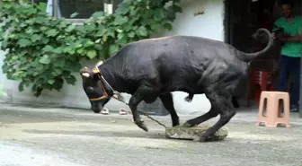 Rize'de kaçan boğalar zor anlar yaşattı