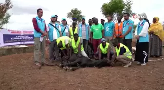 Cumhurbaşkanı Erdoğan'ın kurbanı Togo'da kesildi