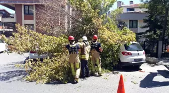 Florya'da bir ağaç, 3 aracın üzerine devrildi