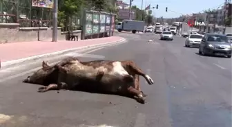 Kurbanlıklardan artakalanlar, TIR'dan caddeye döküldü