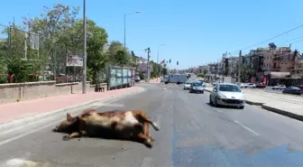 Tırdan caddeye dökülen boğa leşi ve kurban atıkları, sürücü ve yayalara zor anlar yaşattı