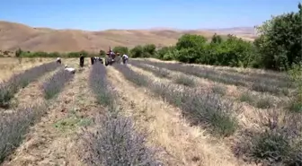 Elazığ bozkırını lavanta tarlasıyla 'mora boyadı'