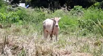 Sadakataşı Derneği, Moro Müslümanlarına bayram yaşattı