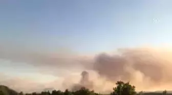 Seyitgazi'de orman yangını çıktı