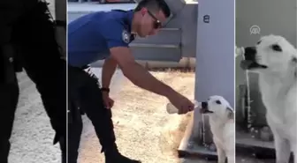 Polisin sokak köpeğine merhameti takdir topladı