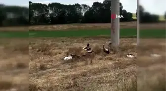 Tekirdağ'da yürek sızlatan görüntüler... Elektrik akıma kapıldığı tahmin edilen leylekler telef oldu