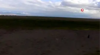 Anadolu'nun doğalgazı: Tezek... Tezeklerin yapıldığı alanlar havadan görüntülendi