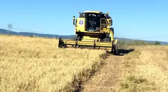 Beypazarı'nda nohut hasadı başladı