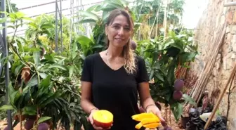 Gazipaşa'da mango hasadı