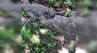 Fındıktan oda nasibini aldı...Yuvasına fındık taşıyan tarla faresi böyle görüntülendi