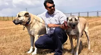 Interpol Daire Başkanı Çiçek: Kangallar, gönüllü asker olabilir