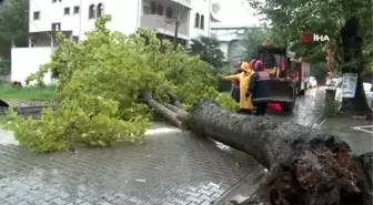 Sakarya'da yağmurun şiddetiyle aracın üzerine ağaç devrildi